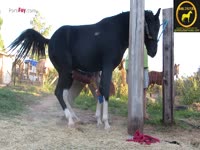 Animal porno of horse with big cock